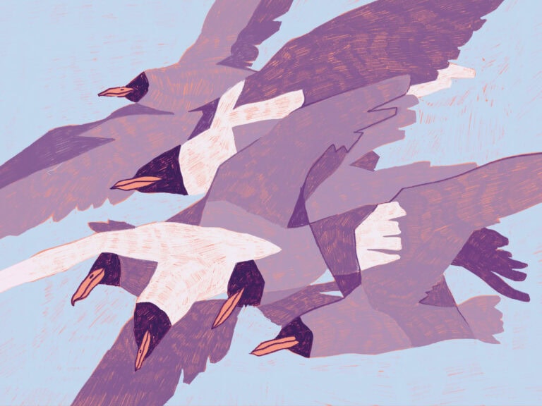Illustration von Möwen © Antonia RibIllustration © Antonia Rib